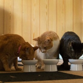 Q. 고양이, 몇 묘까지 키워도 될까?  집 크기·가족 수·비용 - 현실 기준 3가지 (2026년 업데이트)