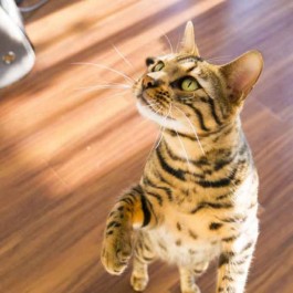 무조건 손 나온다, 고양이가 만지고 싶어 하는 것 5