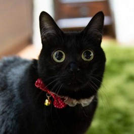 Q. 고양이 눈이 평소보다 반짝반짝 빛날 때, 이 때 기분은?