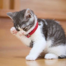 위생과 청결만은 아니니, 고양이 그루밍이 해내는 것 5