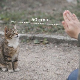 Q. 길고양이에게 오래 밥을 줘도 거리를 두는 이유 – 고양이 사회화 시기의 영향(2026년 업데이트)