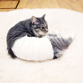 고양이, 중성화 수술 후 성정체성 혼란 겪을까? 과연 사실일까?